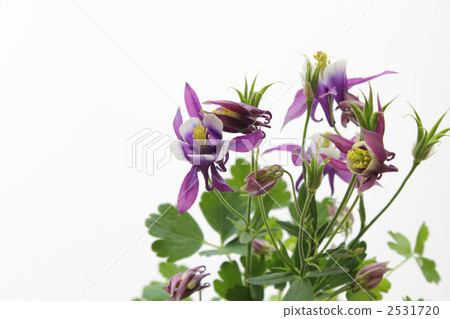 Odamaki水平 2531720