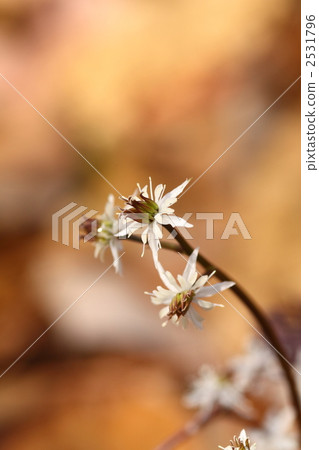 seribaouren, botanic, botanical 2531796