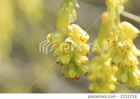 spike winter hazel, corylopsis spicata, bloom 2532258