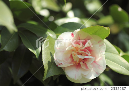 camellia, japanese camellia, lifting 2532287