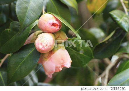 camellia, striped camellia japonica, japanese camellia 2532291