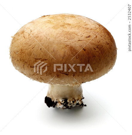 棕色蘑菇 2532407