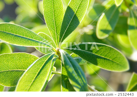 pittosporum tobira, japanese pittosporum, japanese mock-orange 2532443