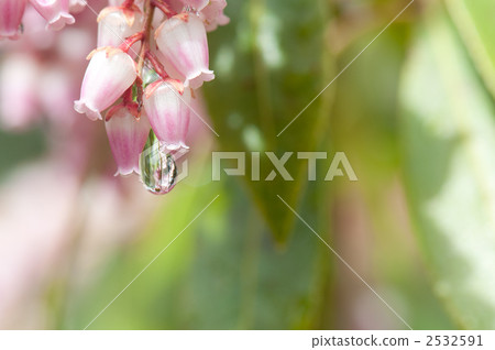 Caterpillar flowers 2532591