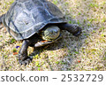 chinese pond turtle, turtle, reptile 2532729