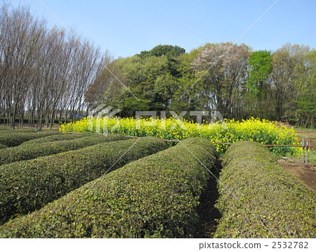 Musashino Spring white flag mound 2532782