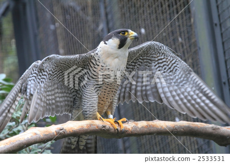 瀕危物種隼鳥 瀕危物種隼鳥 2533531