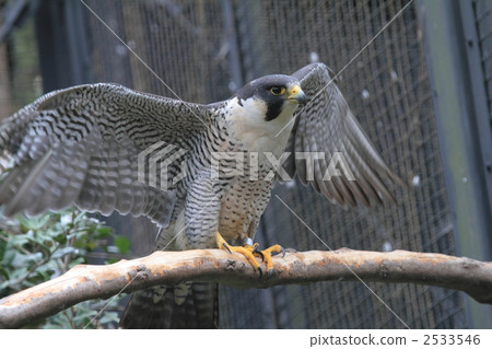 Endangered species Hayabusa 2533546