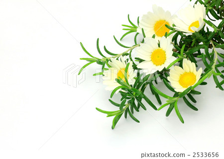 Rosemary and white flowers 2533656