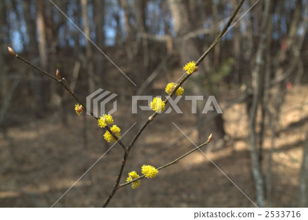 lindera praecox, bloom, blossom 2533716