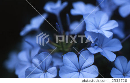 Ruri Matsuri 2533728