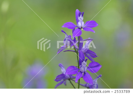 Hyenso之花 2533789