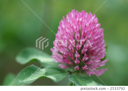 Purple clover flower 2533792