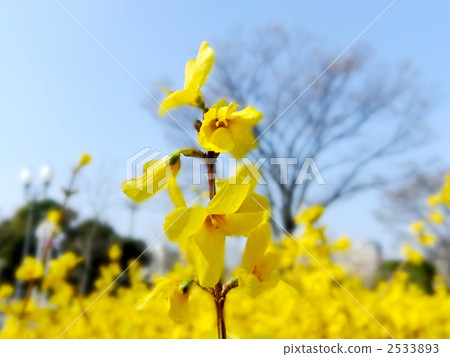 Blue sky and Forsythia flower 2533893