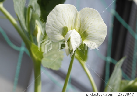 Snack pea flower Snack pea flower 2533947
