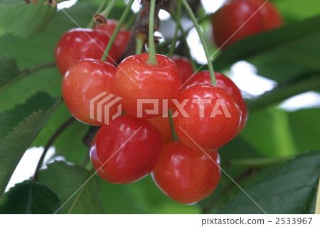 Nishiki Sato Nishiki Sato 2533967