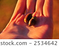acorn, the palm of one's hand, hand 2534642