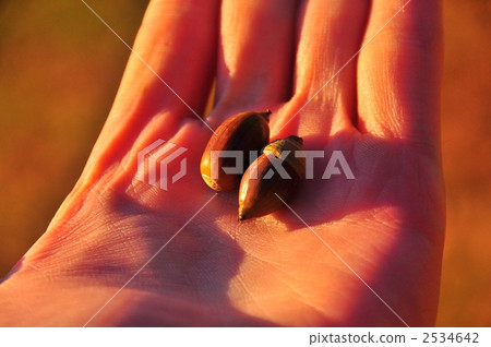acorn, the palm of one's hand, hand 2534642