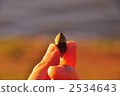 acorn, taste, pick (at) 2534643