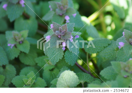 Spring Princess Odonso Spring Princess Odonso 2534672