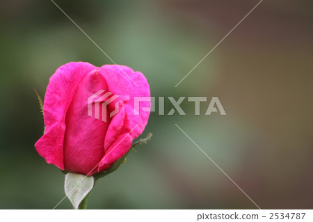 瑪麗亞卡拉斯 2534787