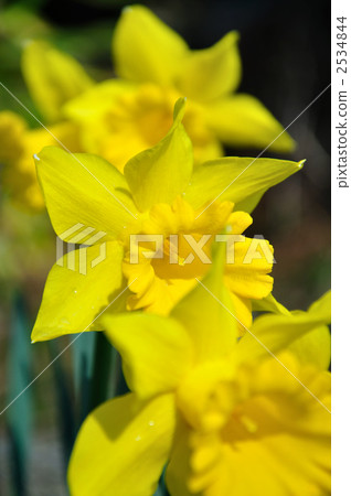 Narcissus一個輪子 2534844