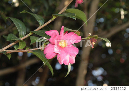山茶花 日本山茶 植物 2535212