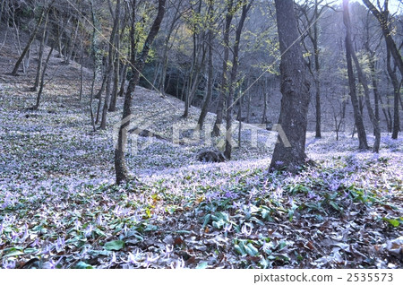 豬牙花 犬齒赤蓮 花朵 2535573
