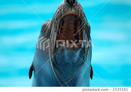 海獅 2535581