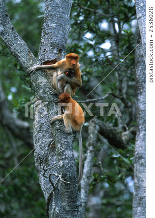 proboscis monkey, monkey, monkeys 2536028