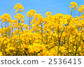 Rape blossoms and blue sky 2536415