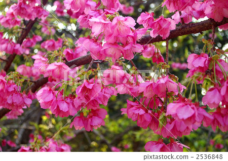 寒緋櫻 櫻花 台灣櫻桃 2536848