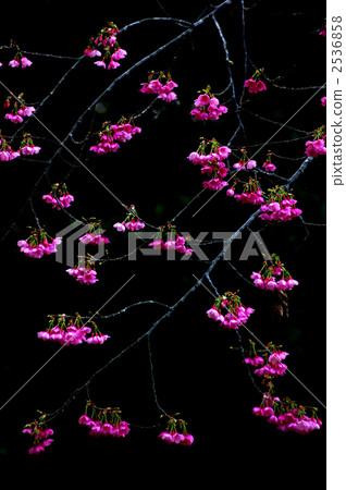 寒緋櫻 櫻花 台灣櫻桃 2536858