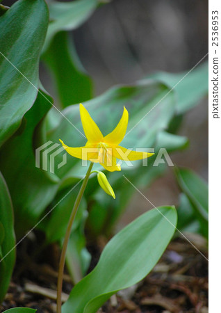 Yellow flowers 2536953