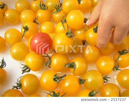  Mini Tomato 2537237