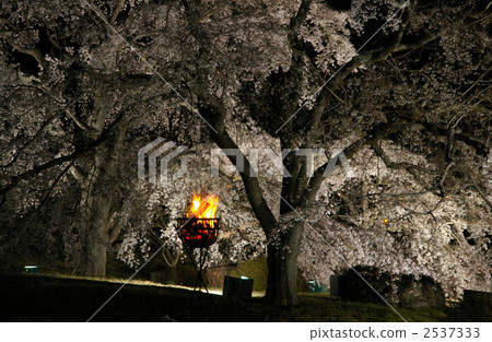 夜晚的櫻花 2537333