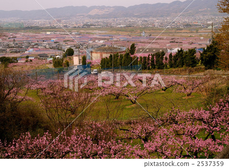 Peach blossoms Peach blossoms 2537359