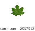 Green maple 2537512