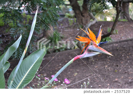 鶴望蘭 植物 植物學 2537520