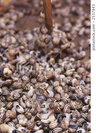 Escargot Escargot 2537843