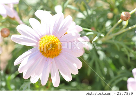 瑪格麗特 2537889