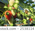Strawberries and honeybee 2538114