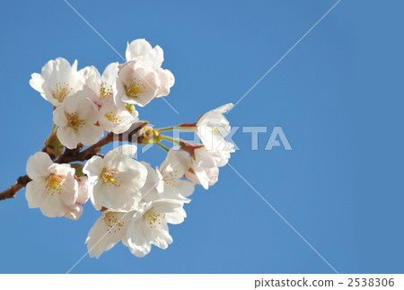 開花的櫻花 2538306