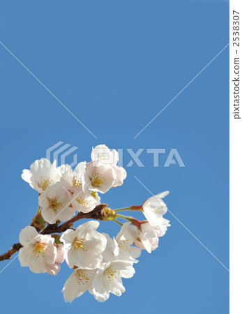 開花的櫻花 開花的櫻花 2538307