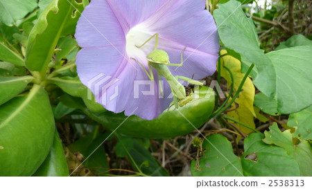 早晨牽牛花和沖繩巨蟹 2538313