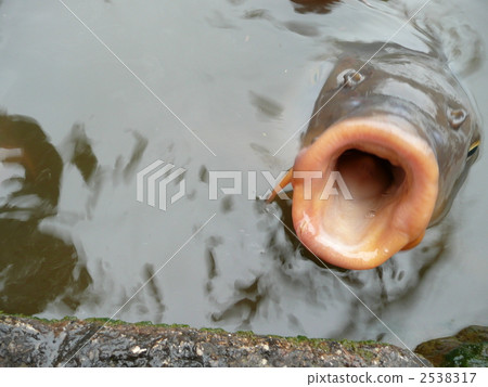 鯉魚 科伊 魚 2538317