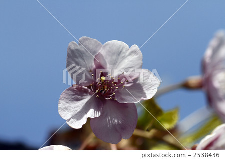 Kawazu Zakura 2538436