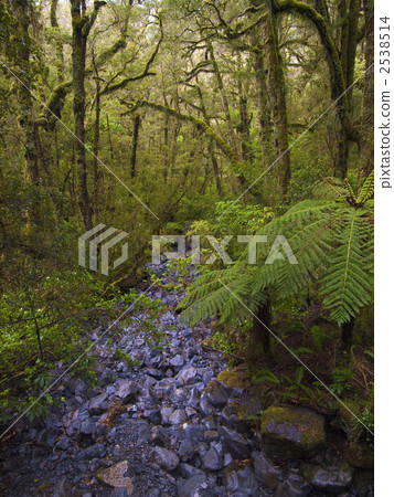 新西蘭的原始森林 新西蘭的原始森林 2538514