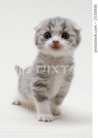 Kitten of Scottish fold 2538986