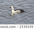 Male of migratory bird Mikoia (panda camo) 2539149